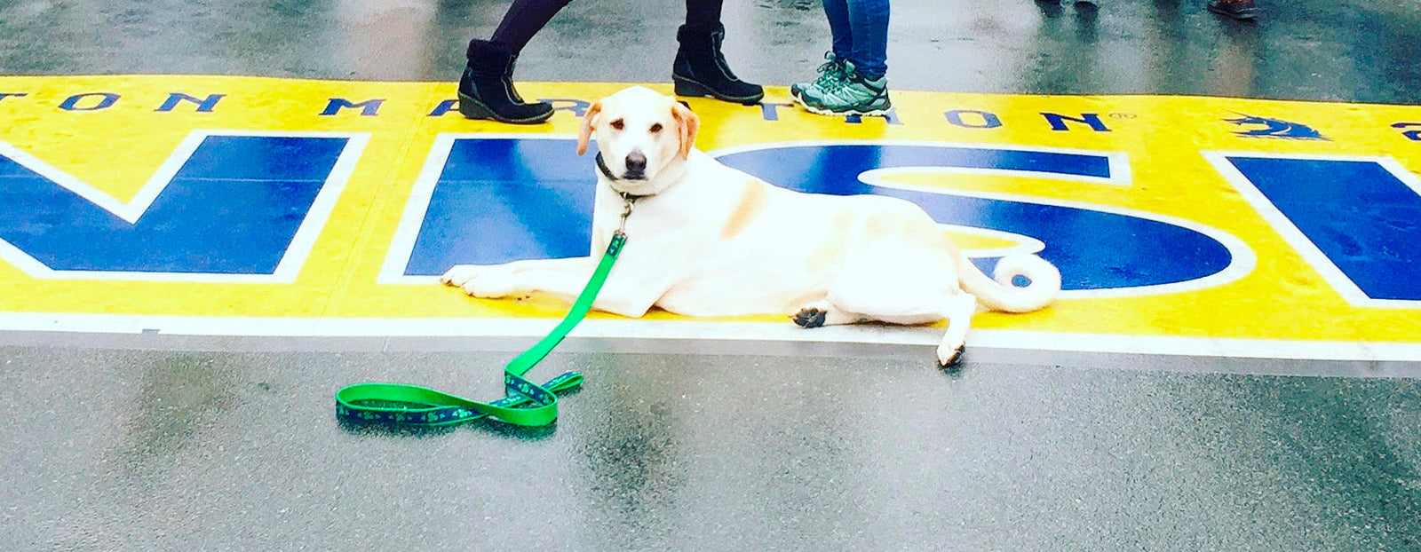 Pups can run marathons too!